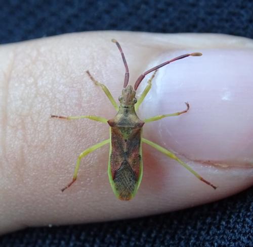 Réf. 235 019 : Gonocerus juniperi